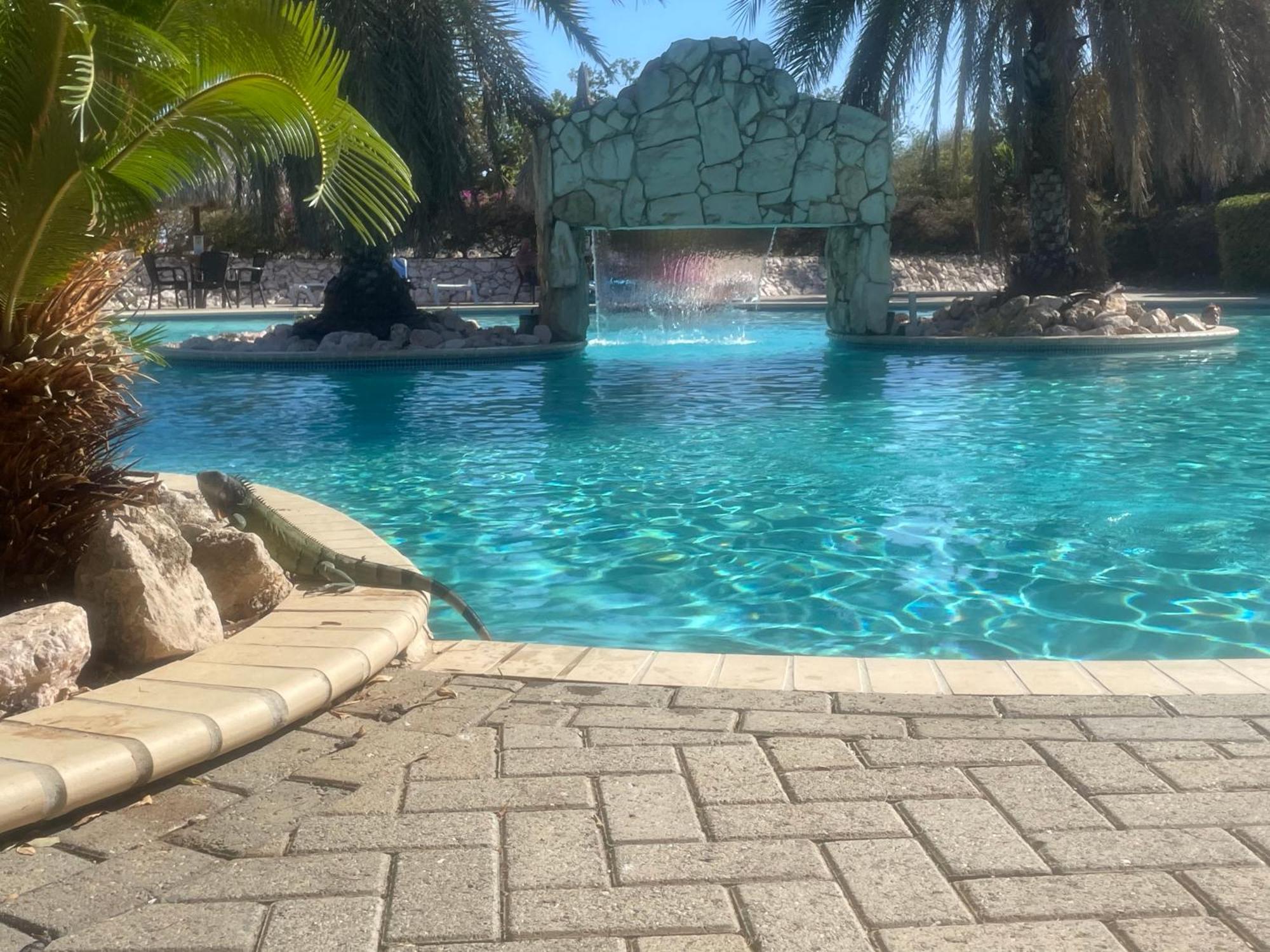Kas Di Bami A-186 Op Seru Coral Resort - Ruim Appartement Met Groot Zwembad En Tropische Tuin Willemstad Zewnętrze zdjęcie